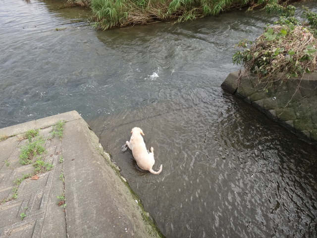 コメショウ　愛犬ナナ　ゴールデン　ラブラドール　レトリバー　散歩　川遊び