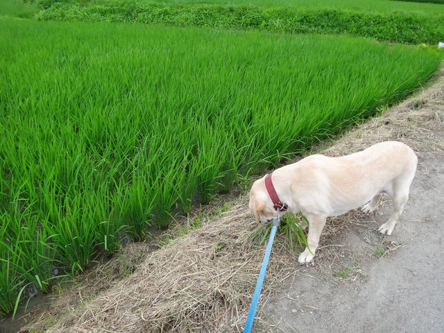 コメショウ　愛犬ナナ　ゴールデン　ラブラドール　レトリバー　散歩