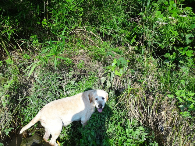 コメショウ 愛犬ナナ ゴールデン ラブラドール レトリバー 散歩 川遊び コメショウ 愛犬ナナ ゴールデン ラブラドール レトリバー 散歩 川遊び