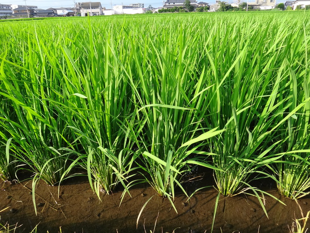 夢つくし　福岡県糟屋郡粕屋町大字内橋　コメショウ