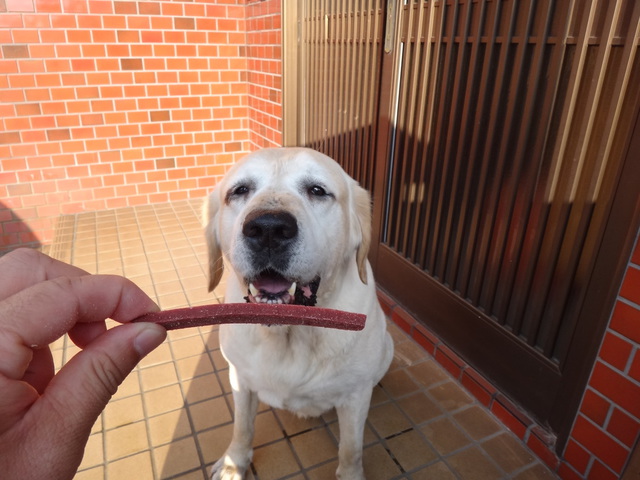 コメショウ　愛犬ナナ　ゴールデン　ラブラドール　レトリバー　ジャーキー