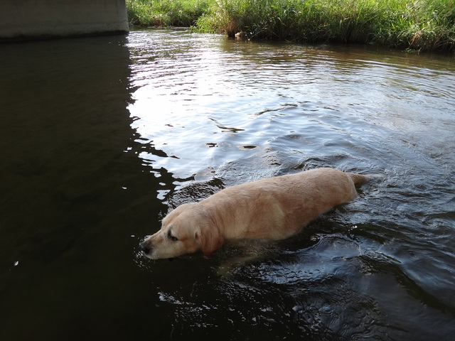 コメショウ　愛犬ナナ　ゴールデン　ラブラドール　レトリバー　散歩　川遊び