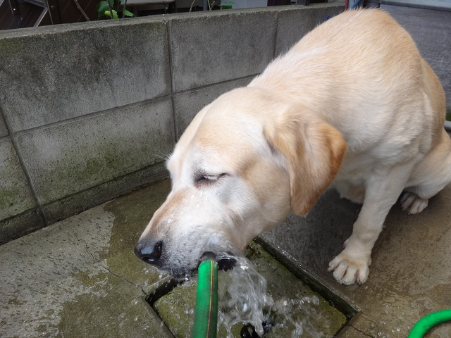 コメショウ　愛犬ナナ　ゴールデン　ラブラドール　レトリバー　散歩　お水ゴクゴク