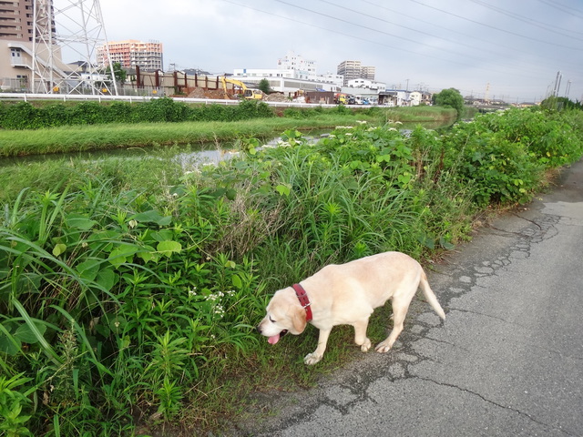 コメショウ　愛犬ナナ　ゴールデン　ラブラドール　レトリバー　散歩