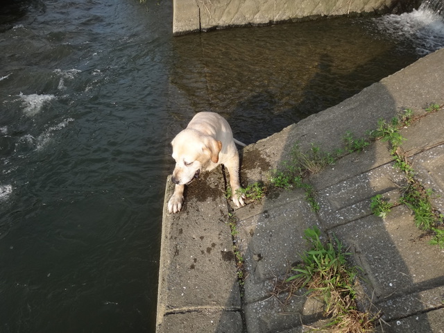 福岡県糟屋郡粕屋町　多々良川　コメショウ　愛犬ナナ　ゴールデン　ラブラドール　レトリバー　散歩　川遊び