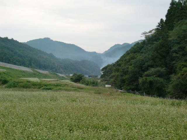 蕎麦畑