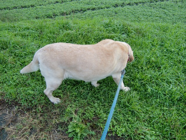 愛犬ナナとお散歩