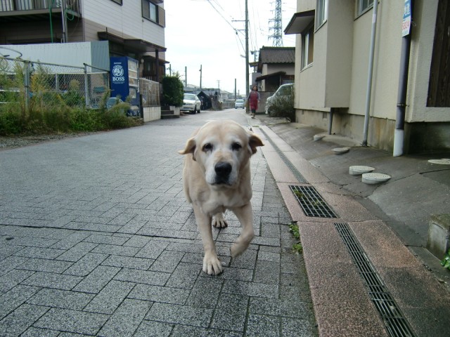 愛犬ナナ　ゴールデン　ラブラドール　レトリーバー