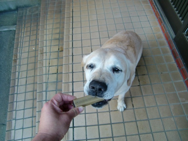 ご褒美　ラブラドール　ゴールデン　レトリバー　愛犬ナナ