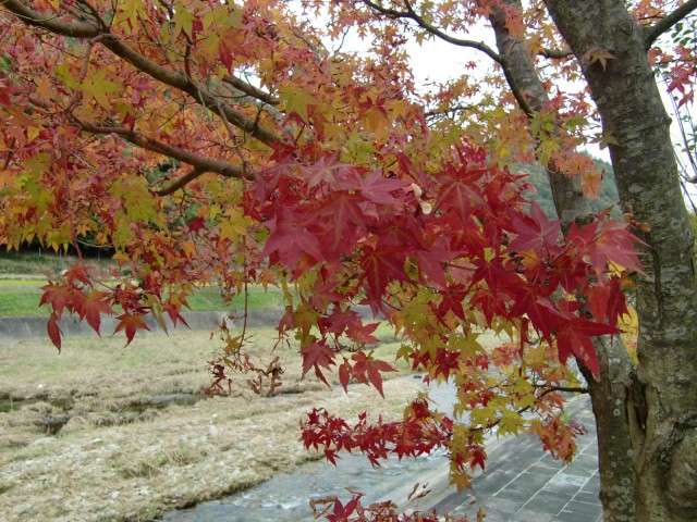 もみじ　紅葉