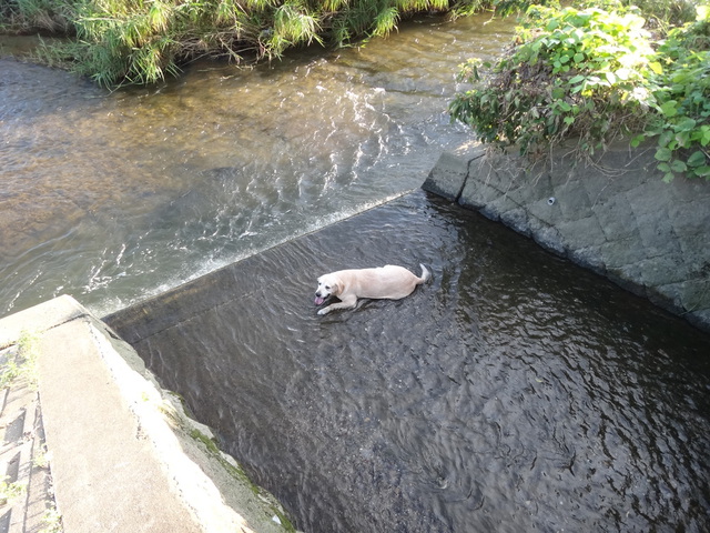 コメショウ 愛犬ナナ ゴールデン ラブラドール レトリバー 散歩 川遊び コメショウ 愛犬ナナ ゴールデン ラブラドール レトリバー 散歩 川遊び