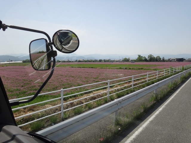 熊本県宇城市松橋町　花のまちづくり運動　田んぼ　れんげ　コメショウ