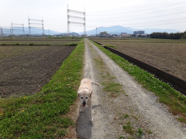 コメショウ　愛犬ナナ　ゴールデン　ラブラドール　レトリバー　散歩