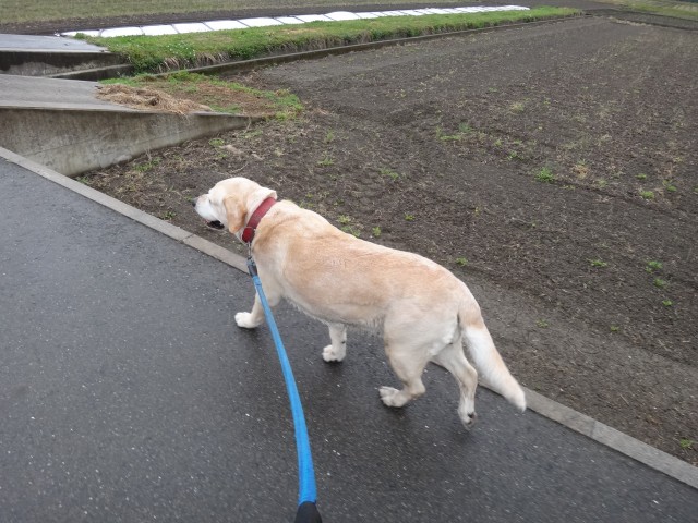 コメショウ　愛犬ナナ　ゴールデン　ラブラドール　レトリバー　散歩