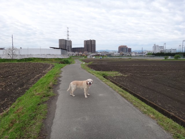 コメショウ　愛犬ナナ　ゴールデン　ラブラドール　レトリバー　散歩