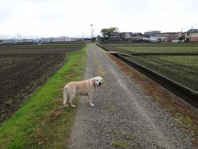 コメショウ　愛犬ナナ　ゴールデン　ラブラドール　レトリバー　散歩