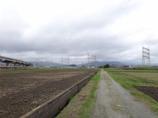 コメショウ　愛犬ナナ　ゴールデン　ラブラドール　レトリバー　散歩