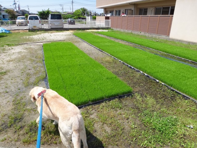 コメショウ　愛犬ナナ　ゴールデン　ラブラドール　レトリバー　散歩　夢つくし　苗