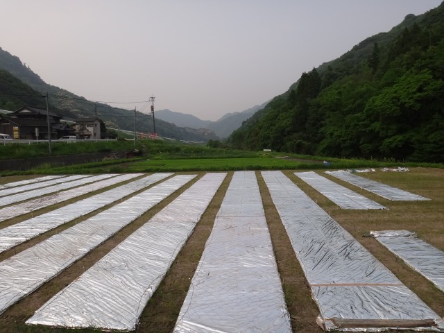 大分県中津市本耶馬渓町西谷　井上兄弟　露地プール育苗　コメショウ