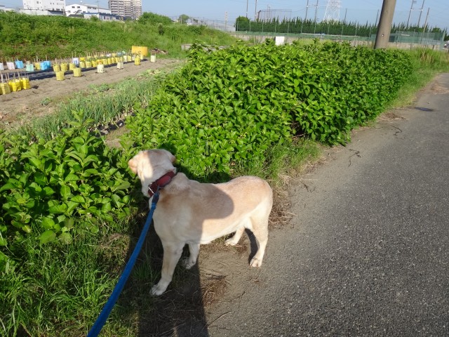 コメショウ　愛犬ナナ　ゴールデン　ラブラドール　レトリバー　散歩