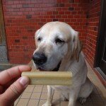 コメショウ　愛犬ナナ　ゴールデン　ラブラドール　レトリバー　ぺティグリー　ジャンボーン