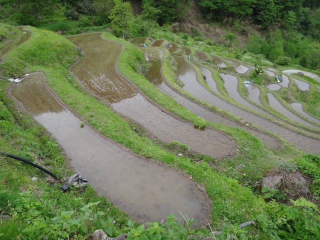 兵庫県但馬　美方郡香美町村岡区熊波　熊波の棚田　コメショウ