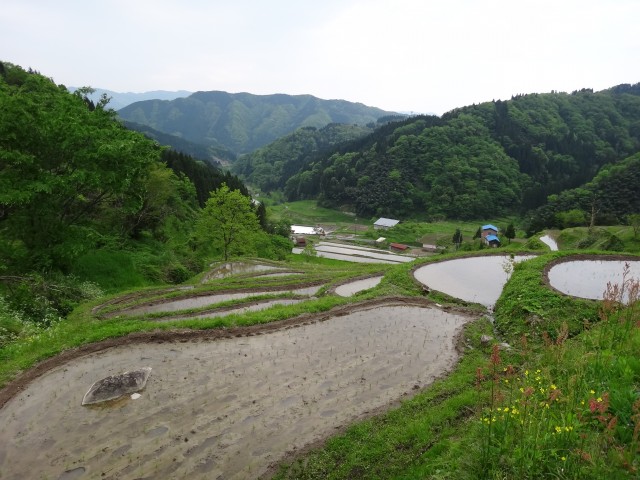 兵庫県但馬　美方郡香美町村岡区熊波　熊波の棚田　コメショウ