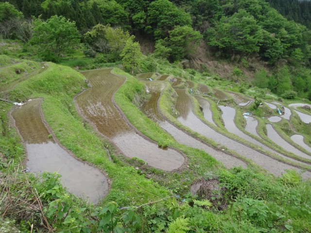 兵庫県但馬　美方郡香美町村岡区熊波　熊波の棚田　コメショウ