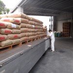 コメショウ　屑米　焼酎用　モチ玄米　納品　熊本県八代市