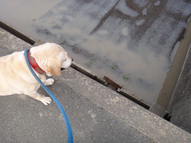 コメショウ　愛犬ナナ　ゴールデン　ラブラドール　レトリバー