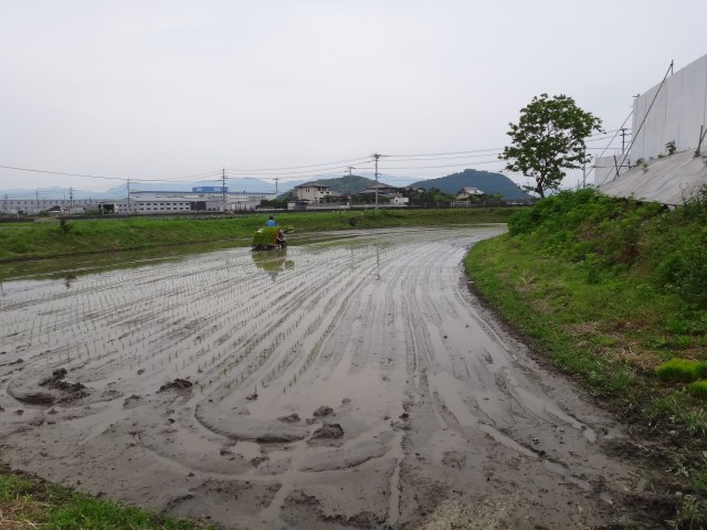 コメショウ　福岡県糟屋郡粕屋町　夢つくし　田植え　Ｈ２４　５／２０