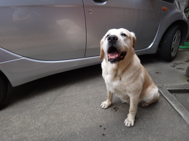 コメショウ　愛犬ナナ　ゴールデン　ラブラドール　レトリバー