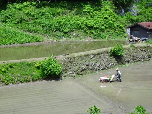 兵庫県但馬　美方郡新温泉町千谷　山間の棚田　コメショウ