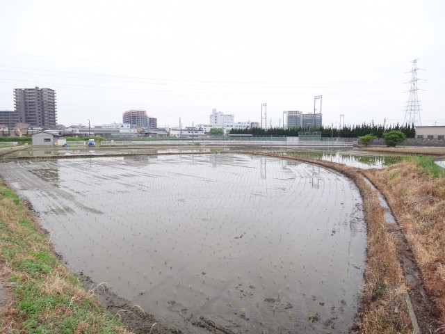 福岡県糟屋郡粕屋町　ＪＡ粕屋　畦に除草剤　コメショウ