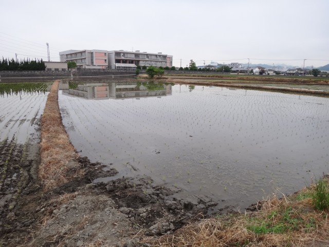 福岡県糟屋郡粕屋町　ＪＡ粕屋　畦に除草剤　コメショウ