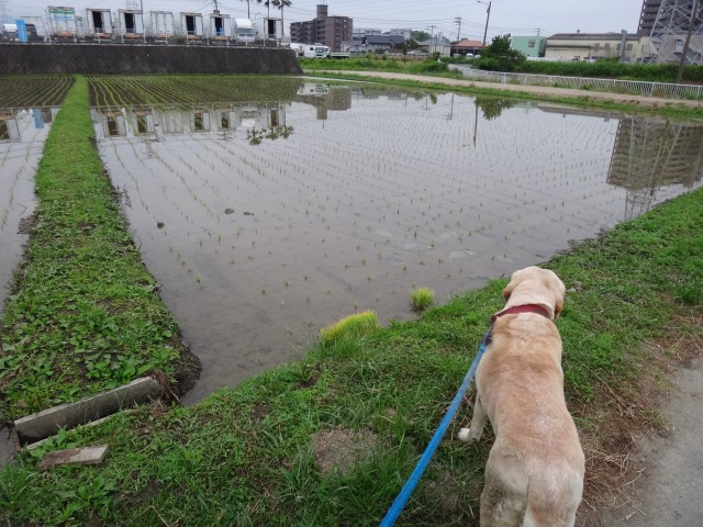 コメショウ　愛犬ナナ　散歩　ゴールデン　ラブラドール　レトリバー