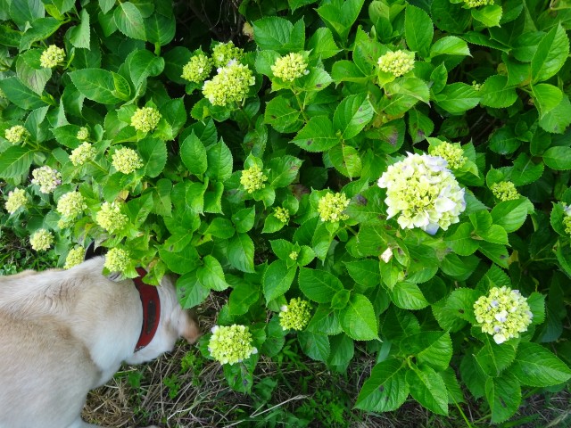 コメショウ　愛犬ナナ　ゴールデン　ラブラドール　レトリバー　散歩　あじさい