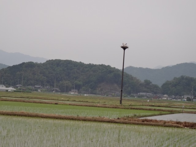 コメショウ　コウノトリ　兵庫県但馬　豊岡市出石町伊豆地区　人工巣塔