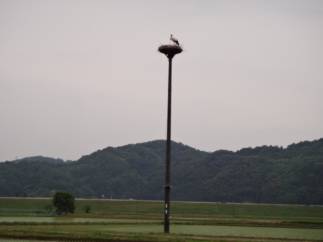 コメショウ　コウノトリ　兵庫県但馬　豊岡市出石町伊豆地区　人工巣塔