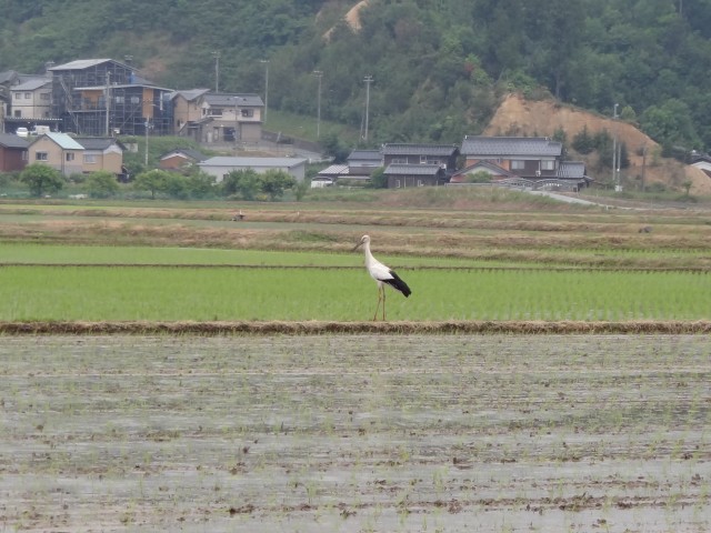 コメショウ　コウノトリ　兵庫県但馬　豊岡市出石町伊豆地区