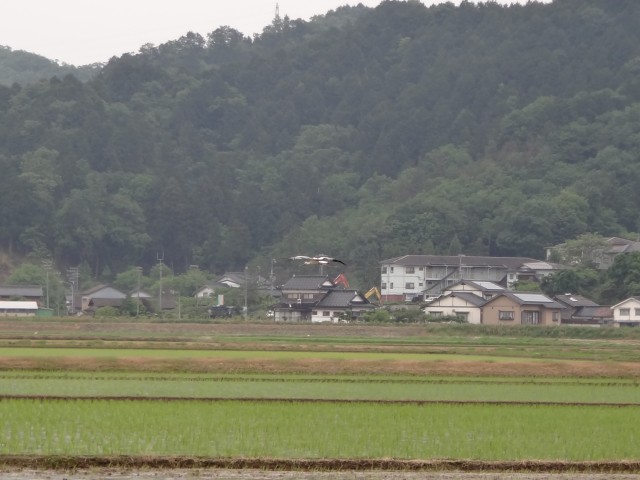 コメショウ　コウノトリ　兵庫県但馬　豊岡市出石町伊豆地区