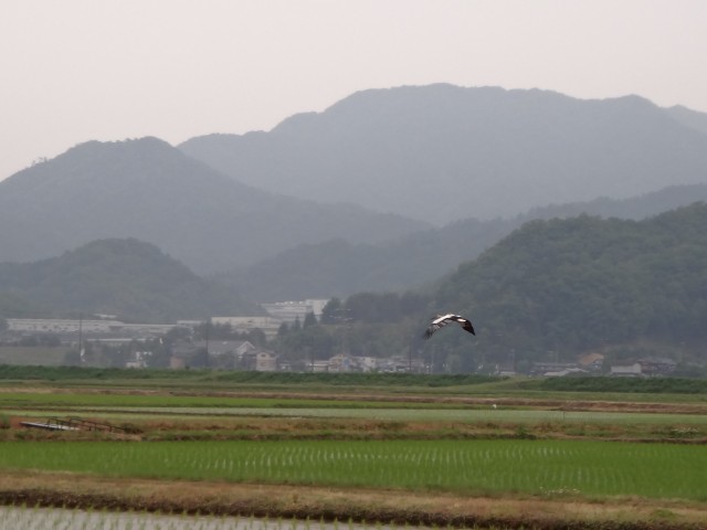 コメショウ　コウノトリ　兵庫県但馬　豊岡市出石町伊豆地区