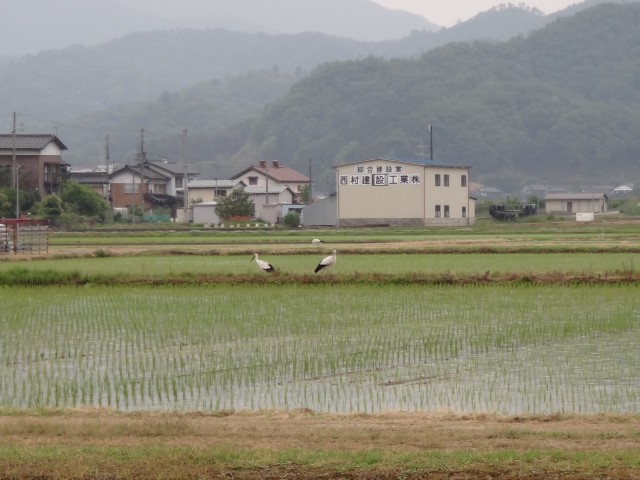 コメショウ　コウノトリ　兵庫県但馬　豊岡市出石町伊豆地区