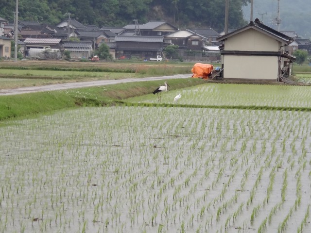 コメショウ　コウノトリ　兵庫県但馬　豊岡市出石町伊豆地区　白鷺