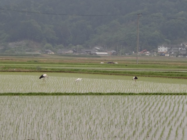 コメショウ　コウノトリ　兵庫県但馬　豊岡市出石町伊豆地区　白鷺