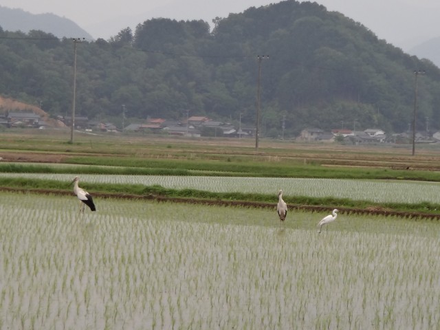 コメショウ　コウノトリ　兵庫県但馬　豊岡市出石町伊豆地区　白鷺