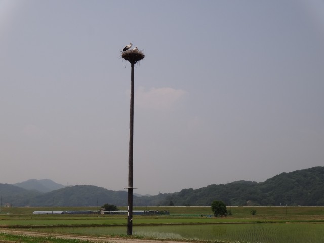 コメショウ　コウノトリ　兵庫県但馬　豊岡市出石町伊豆地区　人工巣塔