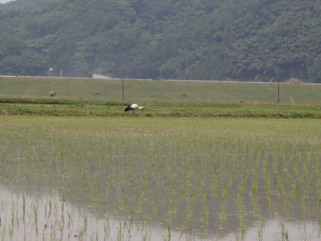 コメショウ　コウノトリ　兵庫県但馬　豊岡市出石町伊豆地区