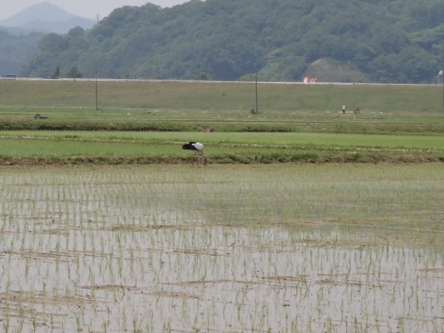 コメショウ　コウノトリ　兵庫県但馬　豊岡市出石町伊豆地区