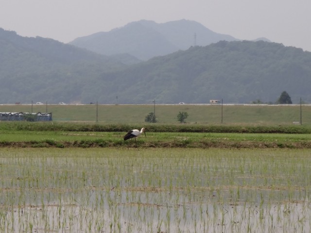 コメショウ　コウノトリ　兵庫県但馬　豊岡市出石町伊豆地区